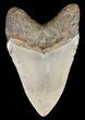 Megalodon Tooth - North Carolina #59072-2